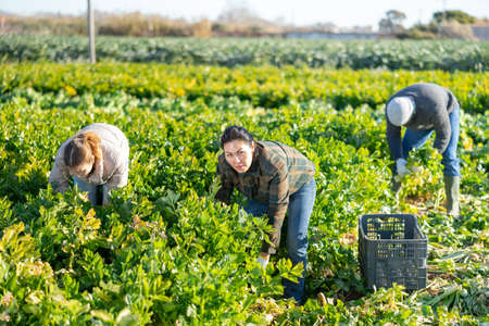 Asian woman farm worker harvesting celery on field in springの写真素材