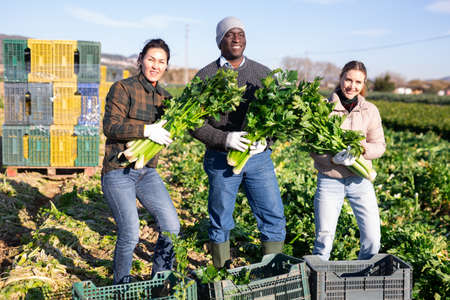 Portrait of international team of farmers on celery plantation on day during harvestの写真素材