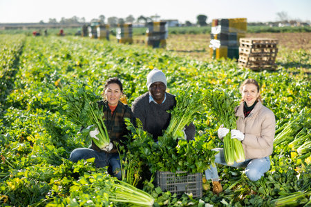 Farmers posing on vegetable plantation near pile of plastic boxes with freshly celery. Concept of successful agrarian business and rich celery harvestの写真素材