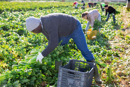 Plantation worker picking ripe green celeryの写真素材