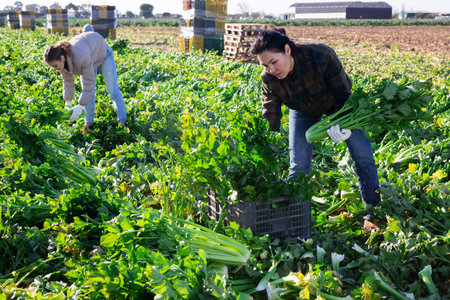 Woman engaged in cultivation of organic vegetables, arranging crop of ripe celery in boxes on field