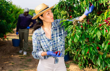 workers working at the cherry farm