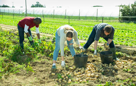 Gardeners during harvesting of potatoes outdoorの写真素材