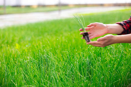 Woman hands holding garlic sproutsの写真素材
