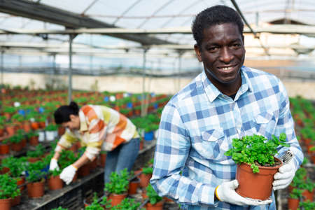 Male farm worker caring for mint flowers in greenhouseの写真素材