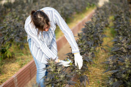 Woman caring for cannabis plant in greenhouseの写真素材