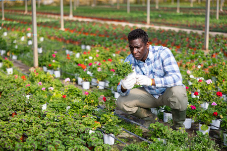 African American florist checking potted geraniums in greenhouseの写真素材