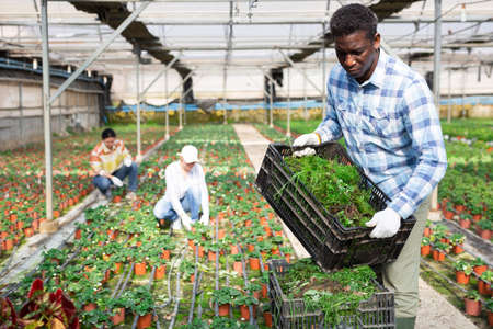 Man gardener carrying crate in greenhouseの写真素材