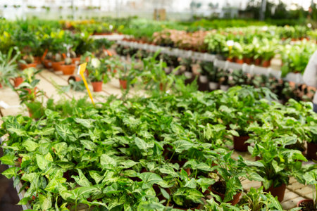 Bushes of variegated syngonium in pots on showcase of garden center