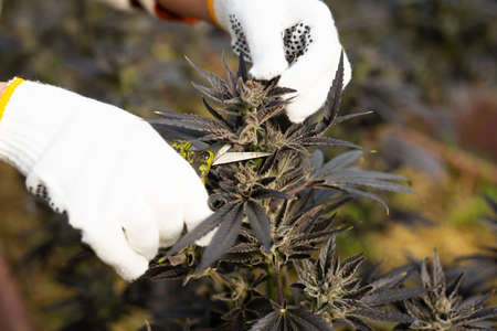 Pruning the growing cannabis with a pruning shearの写真素材