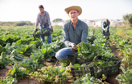 Successful male gardener with ripe cabbage on the field