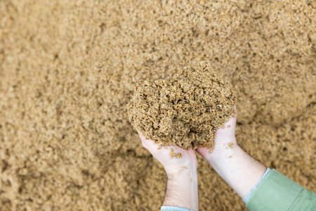 Hands of male farmworker holding handful of brewers grains
