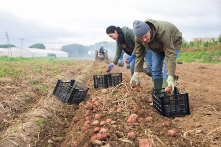 Focused farm workers harvesting organic potato crop on field