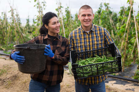 Portrait of two farmers happy with large harvest of peas or beansの写真素材