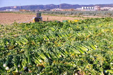 Cut ripe celery laid on field in even rowsの写真素材