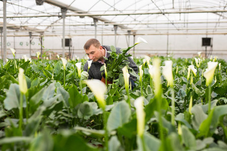Glasshouse worker arranging pots with callas
