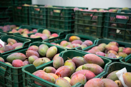 Mango in crates in fruit packaging warehouseの写真素材