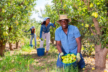 Cheerful african american farm worker showing harvest of pearsの写真素材
