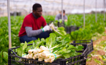 Swiss chard in box at farm greenhouseの写真素材