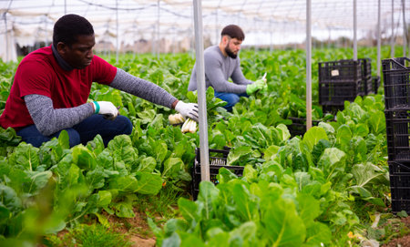 African-American farmer harvesting Swiss chardの写真素材