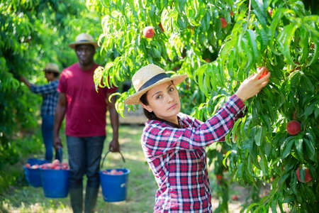 Portraite of positive woman harvests ripe peaches in orchardの写真素材