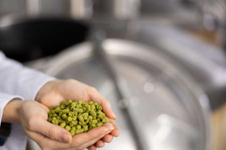 Recycled hops in female hands close-up on the background of breweryの写真素材