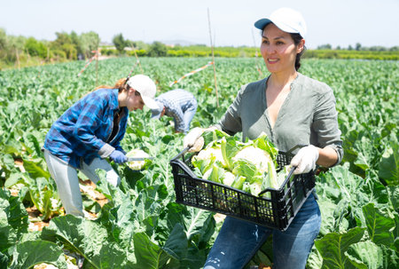 Asian female farmer with box of ripe cauliflower on plantation