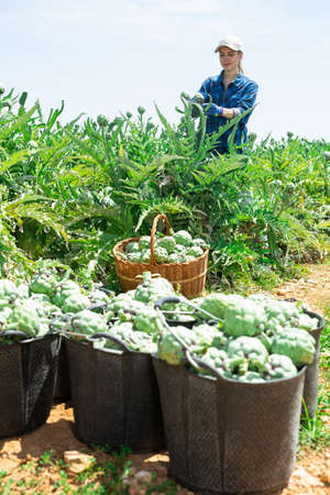 Plantation worker picking ripe artichokes on vegetable fieldの写真素材