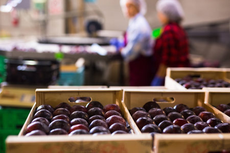 Ripe purple plums in the the wooden crates