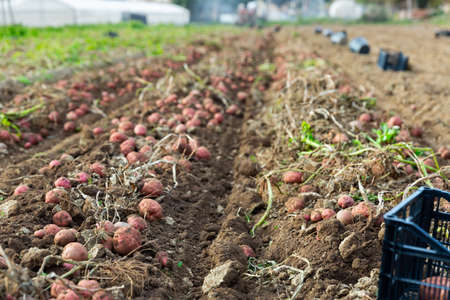 Ripe large potatoes dug in the farm fieldの写真素材