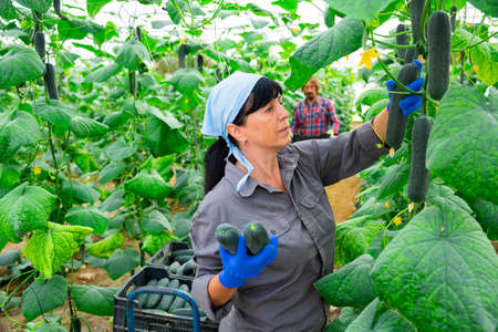 Female farmer puts cucumbers in plastic box for sale in marketの写真素材