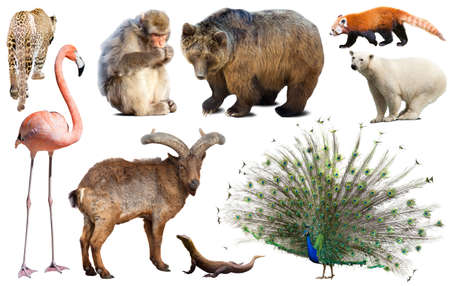 asia animals isolatedの写真素材