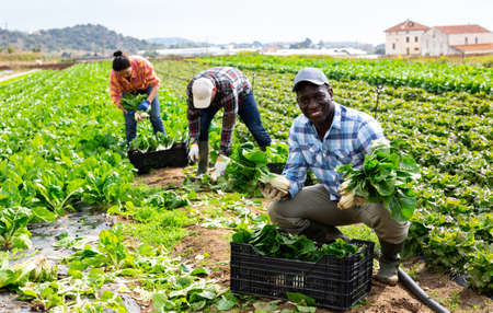 Successful horticulturist showing harvested chard on farm plantationの写真素材