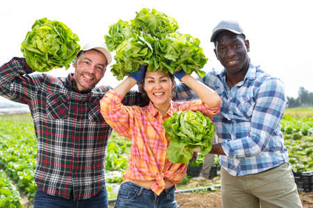 Cheerful farmers with lettuce in hands having fun in vegetable fieldの写真素材