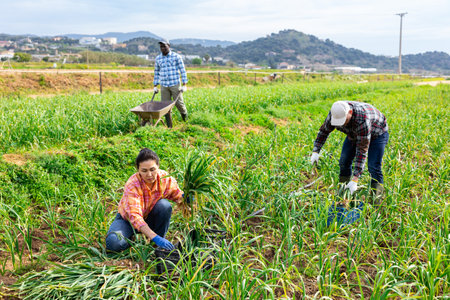Plantation workers picking fresh young garlic on fieldの写真素材