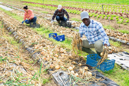 Multiethnic team of farm workers picking onionの写真素材