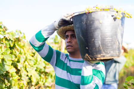 Llatin american winegrower carrying bucket of ripe grapesの写真素材