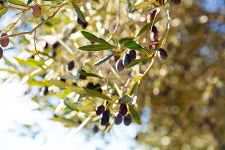 Ripe black olives on tree branchesの写真素材