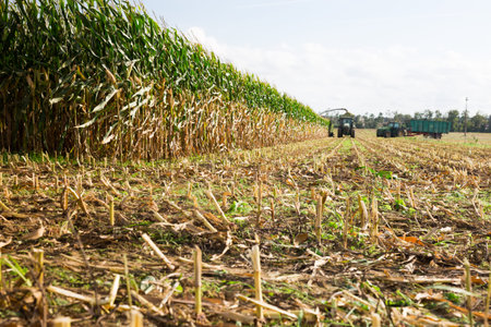 Agricultural machinery harvesting maize