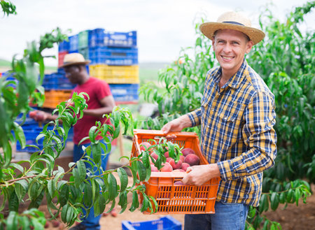 Portrait of worker with boxes of peaches in hands