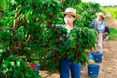 Woman gardener picking sweet cherry at orchardの写真素材