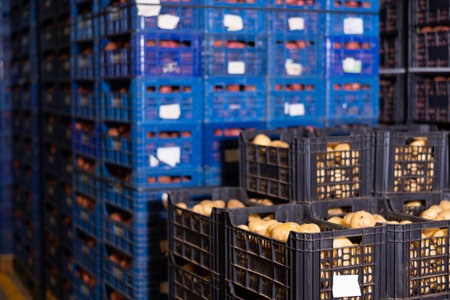 Potatoes in crates stacked in vegetable warehouse