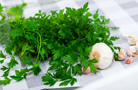 Green cilantro bunch and garlic cloves on plaid tableclothの写真素材