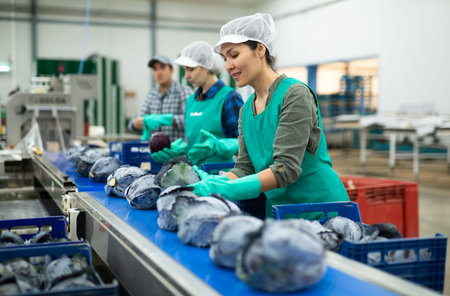 Smiling asian workwoman sorting red cabbages in vegetable factoryの写真素材