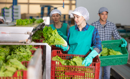 Woman worker sorting lettuce in vegetable factory