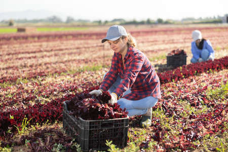 Portrait of focused female farm worker gathering harvest of organic red lettuce on fieldの写真素材