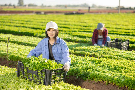Satisfied woman posing with box of harvested fresh green lettuce in farmers fieldの写真素材