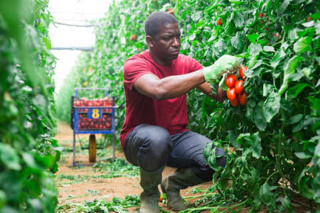 Aframerican farm worker gathering crop of tomatoes in hothouseの写真素材