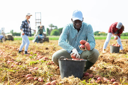 Man agriculturist gathering potatoes from ground
