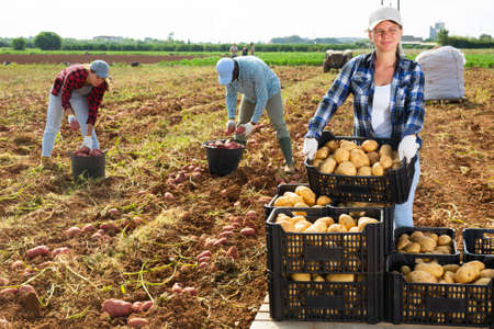 Positive woman agriculturist harvesting potatoes on fieldの写真素材